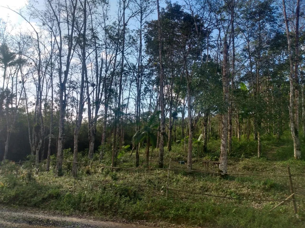 Sítio a venda  - Foto 5