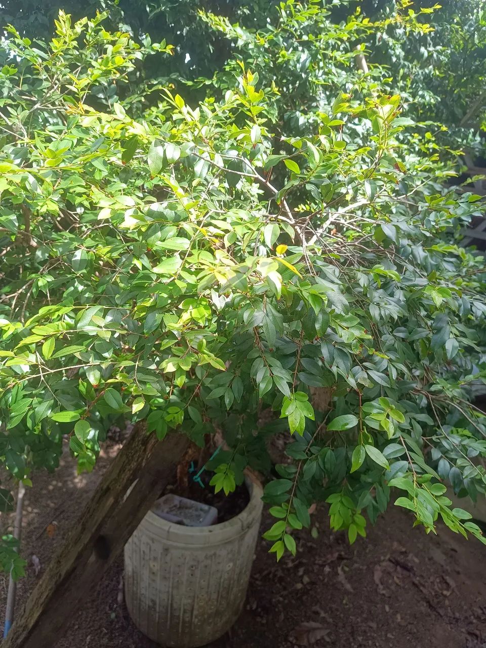 Lote bairro Eldorado 