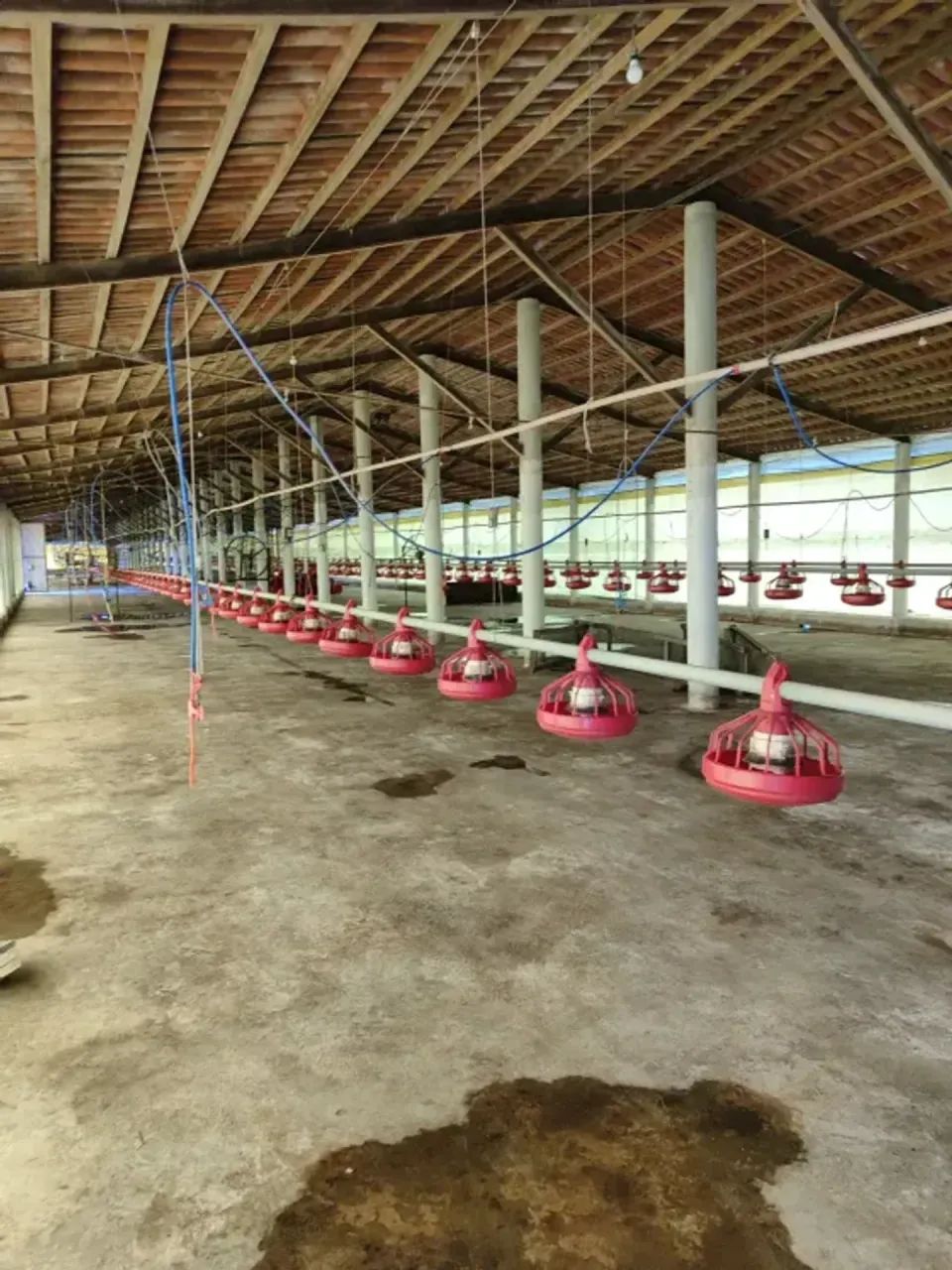 Granja com 17 hectares na região de Macaiba - Foto 3