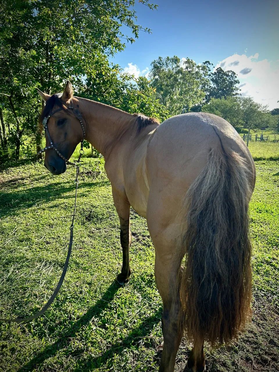 Potro crioulo - Foto 6