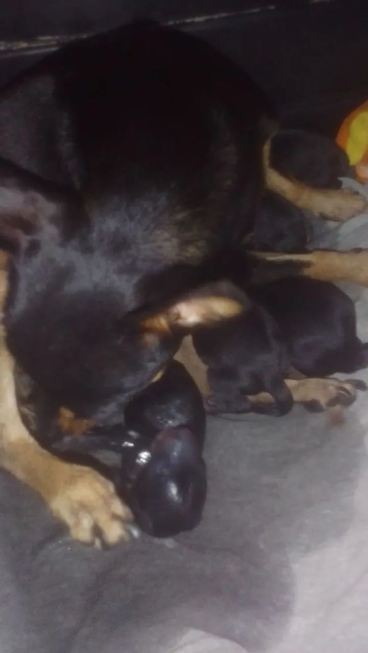 Cachorrinhos macho 01 original  - Foto 2