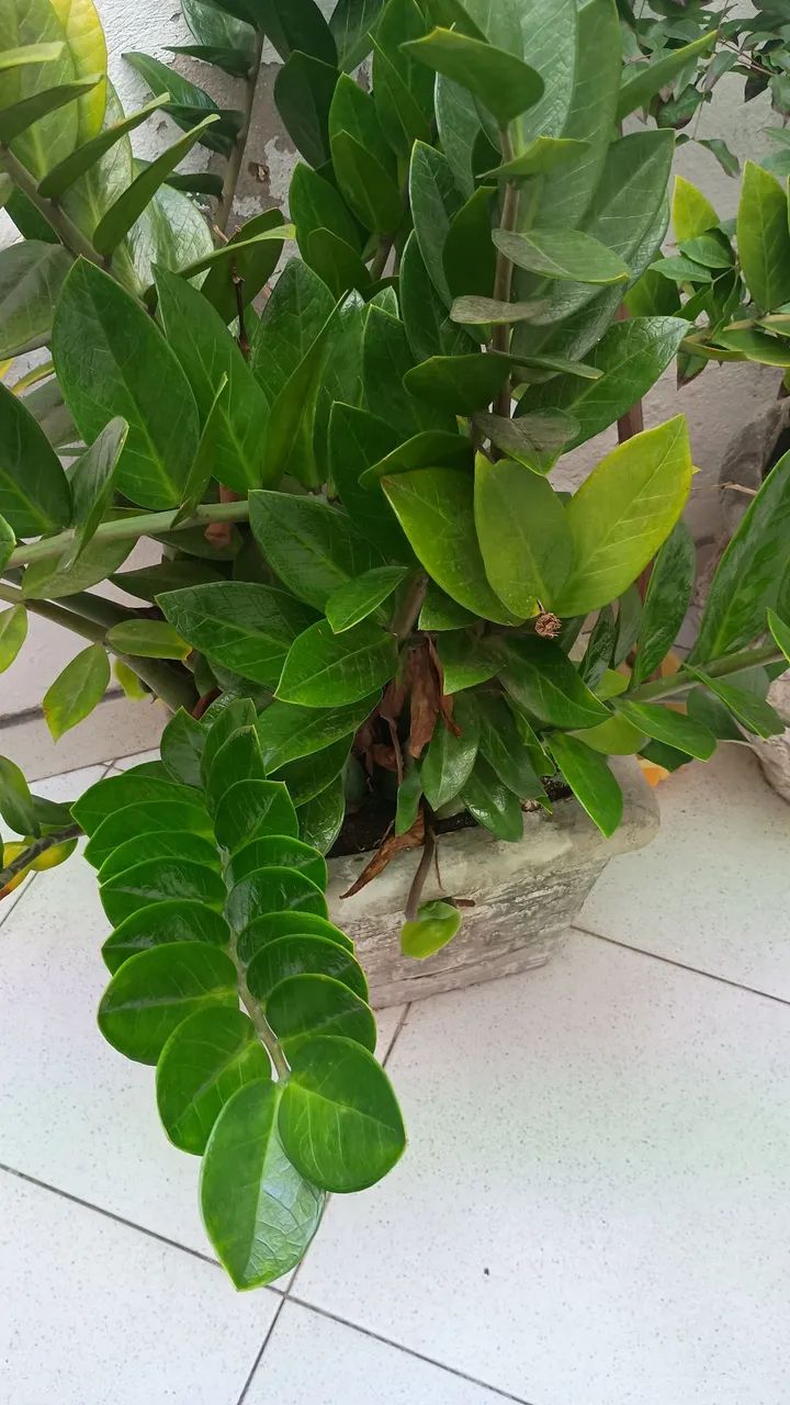 Vendo 2 vasos com plantas  - Foto 4