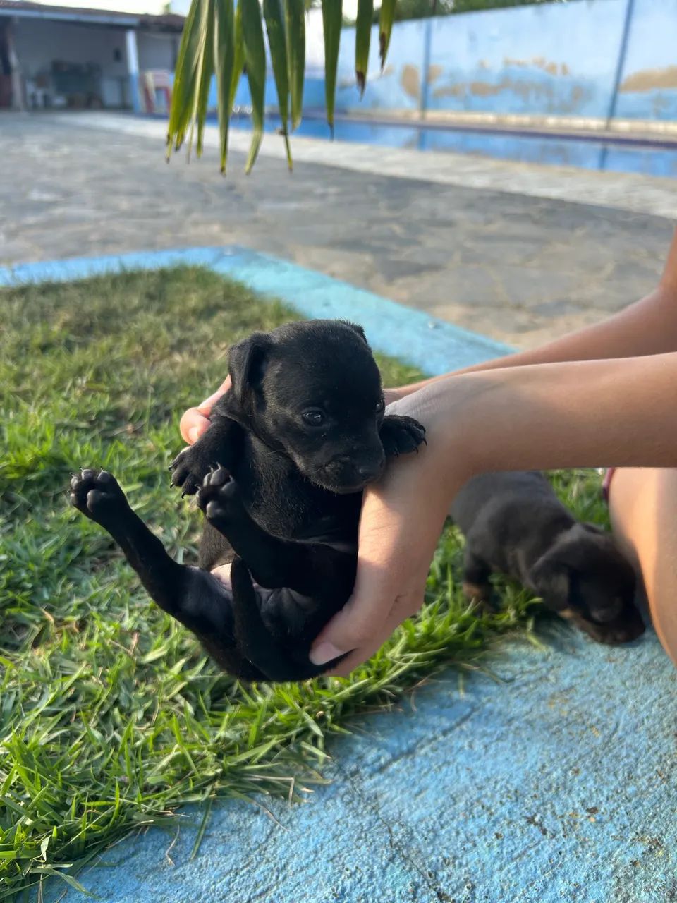Ração para Pinscher  - Foto 2