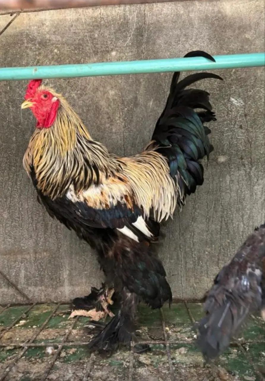 Galo Brahma  - Foto 4