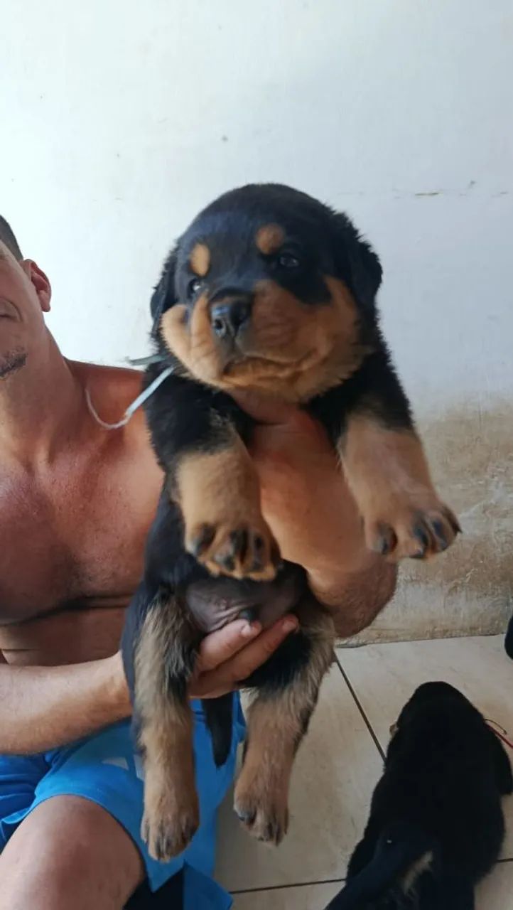 Filhotes de Rotwailler puro - Foto 4