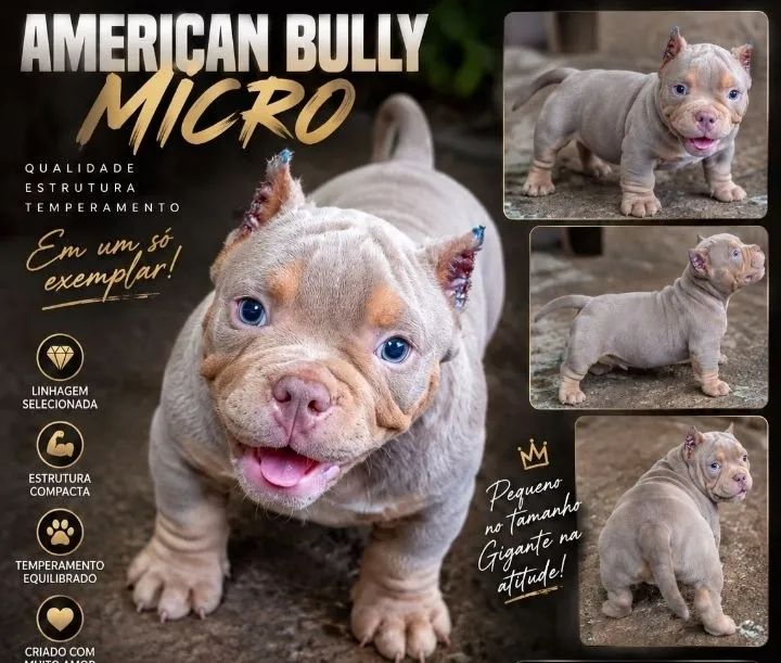 Filhote American Bully 