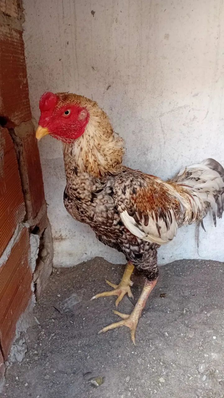 Animais  - Foto 2