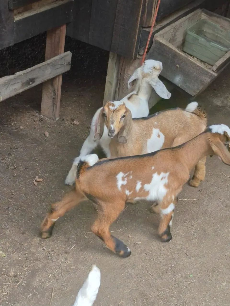 Filhotes de cabras leiteira  - Foto 2