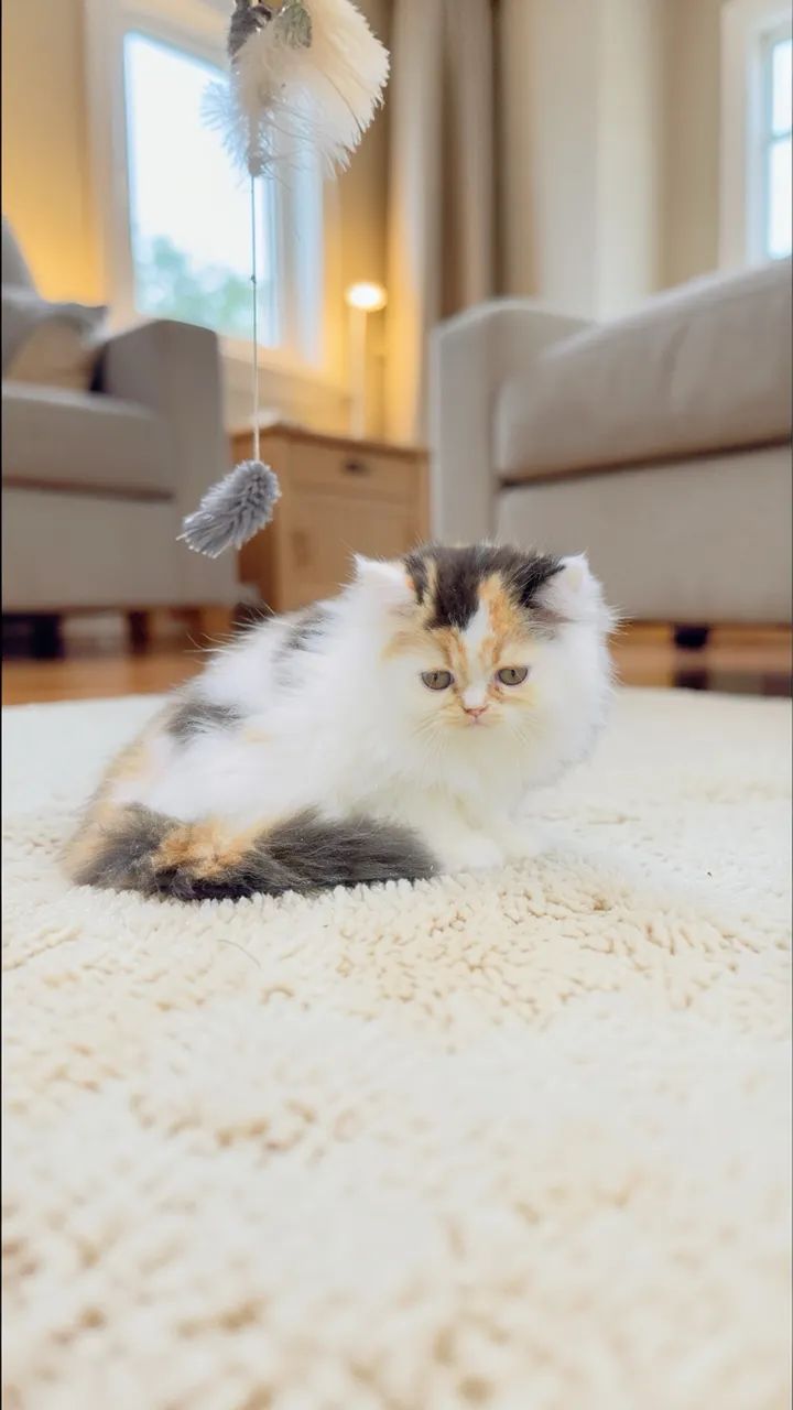 Fêmea de Perda Tricolor  - Foto 3