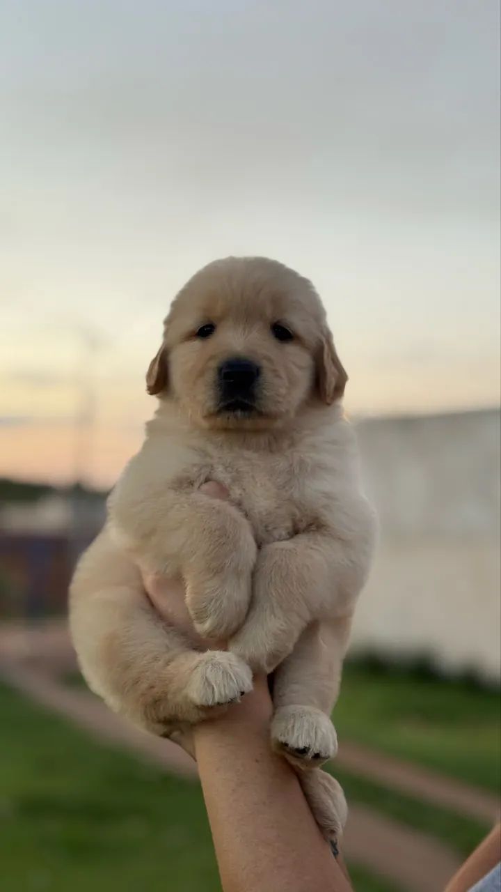 Vendo Golden retriever Macho! - Foto 2