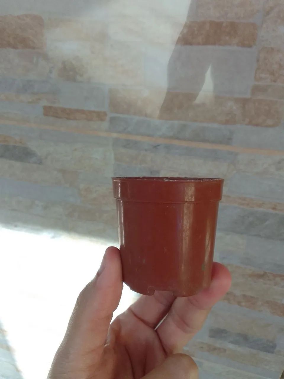 Vasinhos Mudinhas. - Foto 3