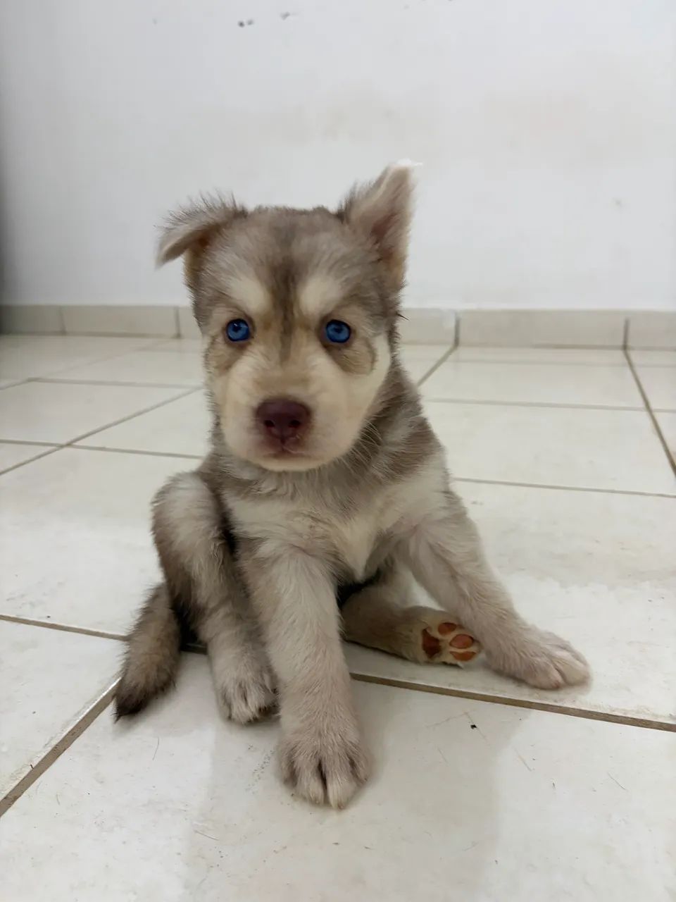 Husky siberiano 