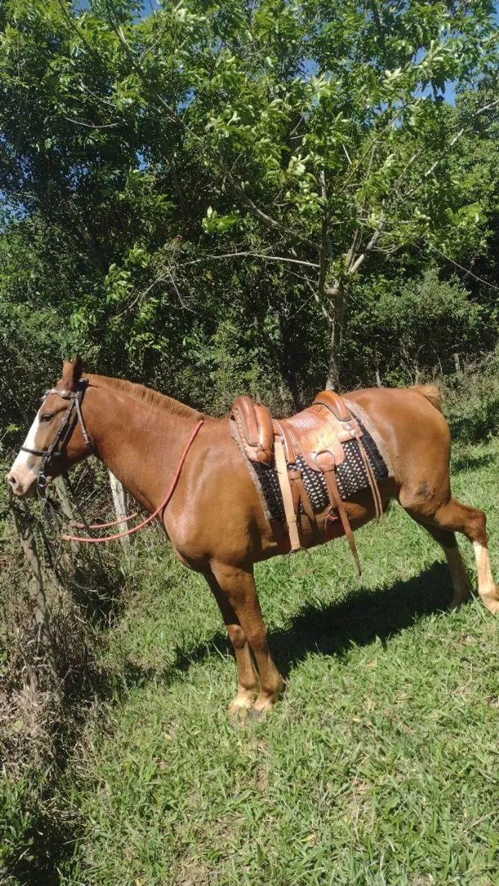 Cavalo manso - Foto 2