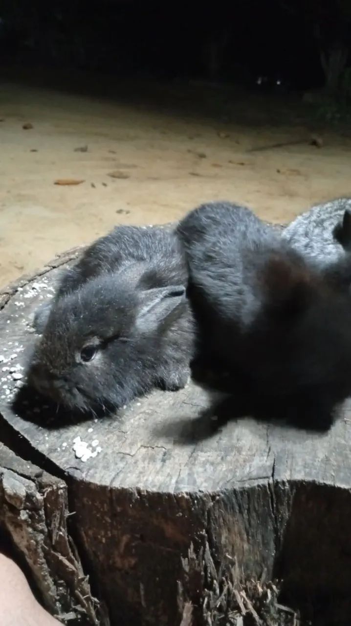 Coelhos - Foto 3