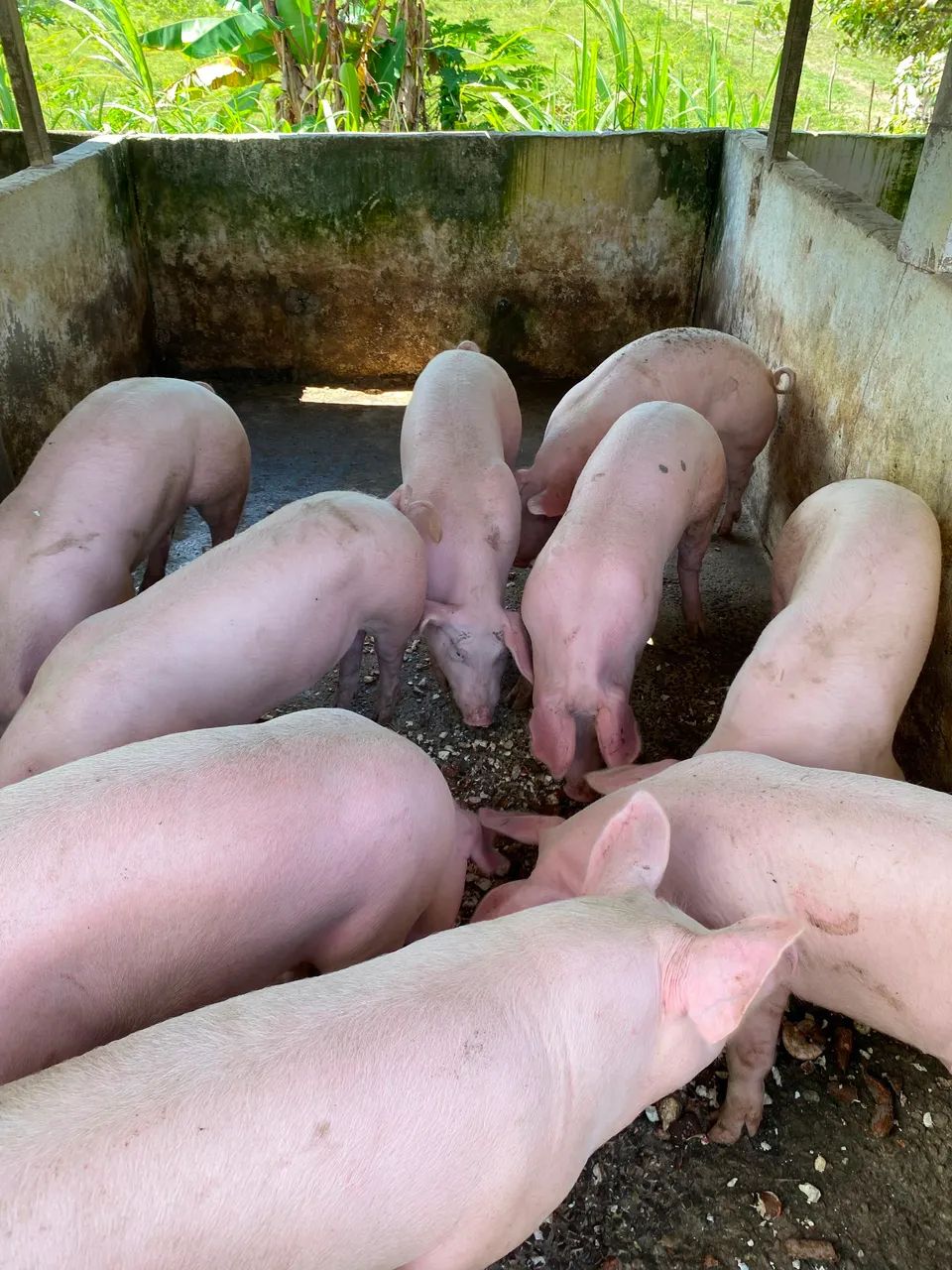 7 Porcos de alta qualidade e preço bom  - Foto 4