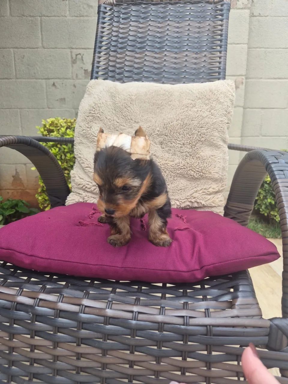 Yorki Micro - Foto 3