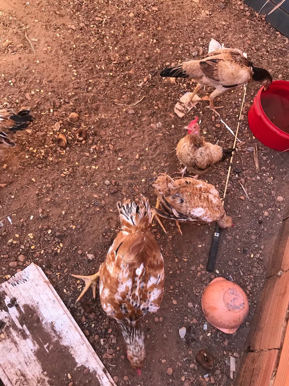 Galinhas melhorada e caipira  - Foto 2