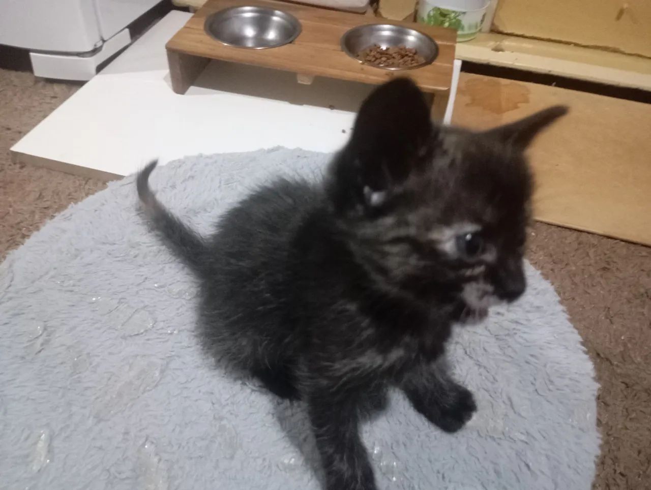 Duas GATINHAS para doação  - Foto 2