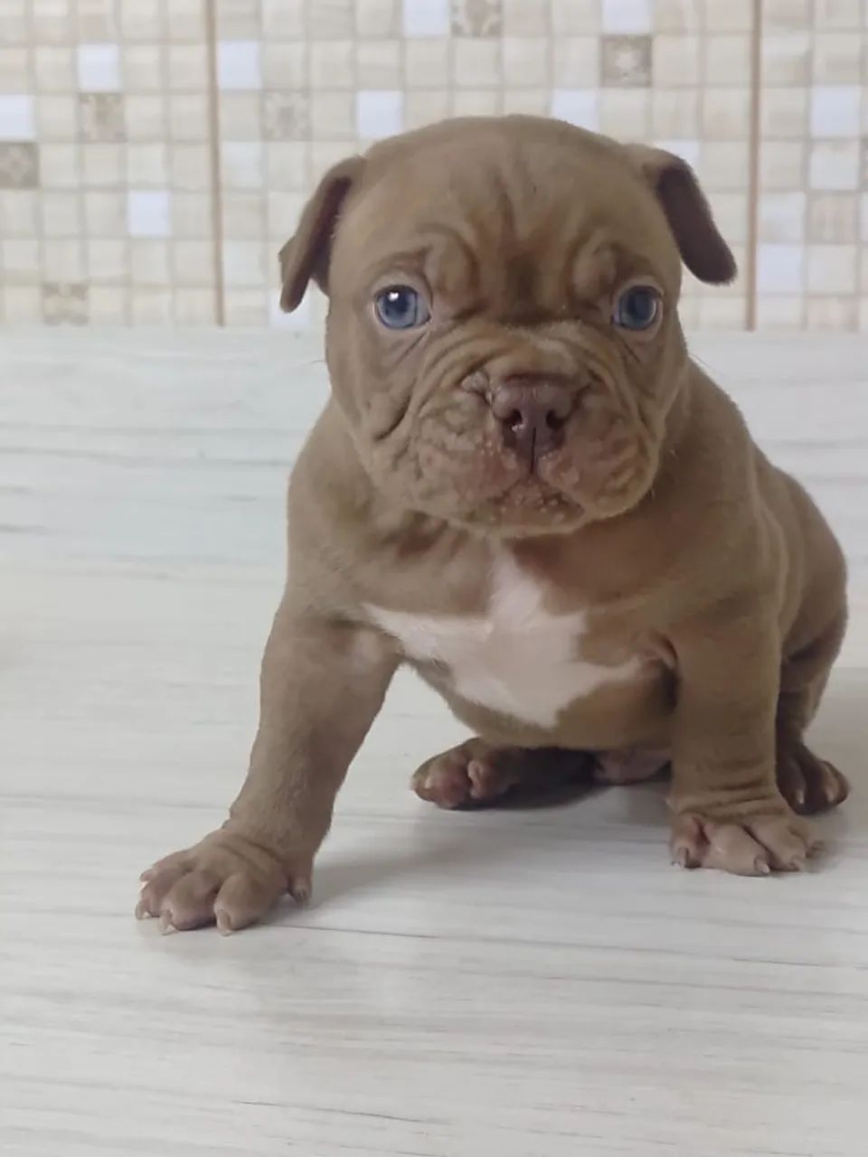 Macho de american bully trichoco - Foto 2