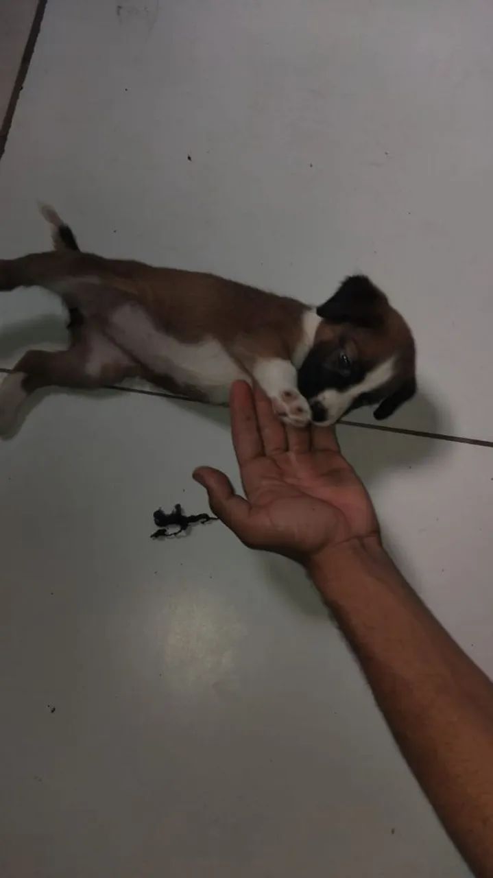 Cachorra