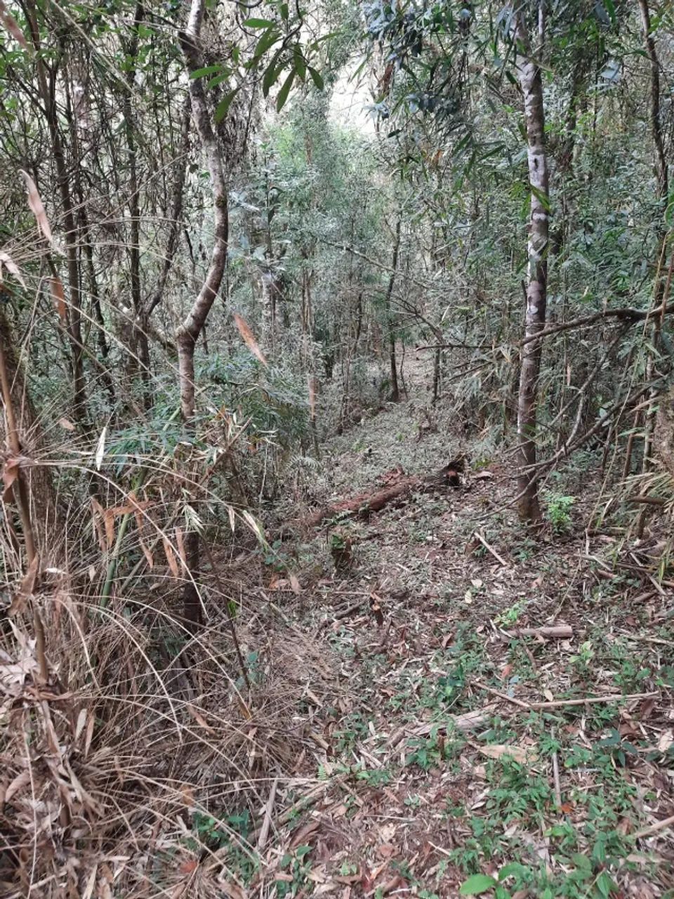 Área Rural em Campo Alegre de 14.000m2 - Foto 2
