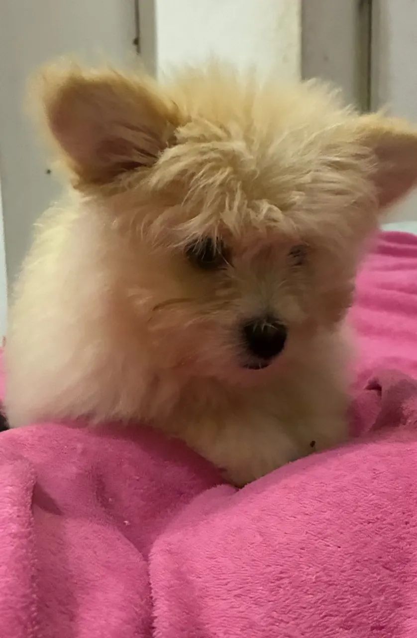 Filhote macho de Spitz com Maltês ? 3 meses ? - Foto 3
