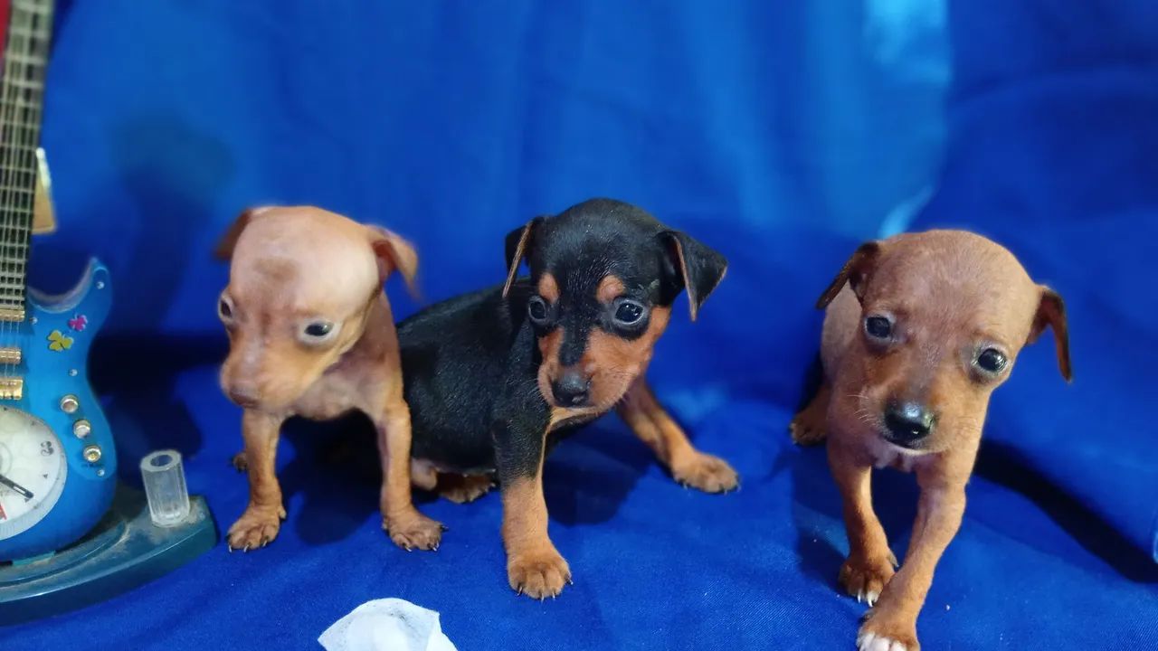 Pinscher N 1