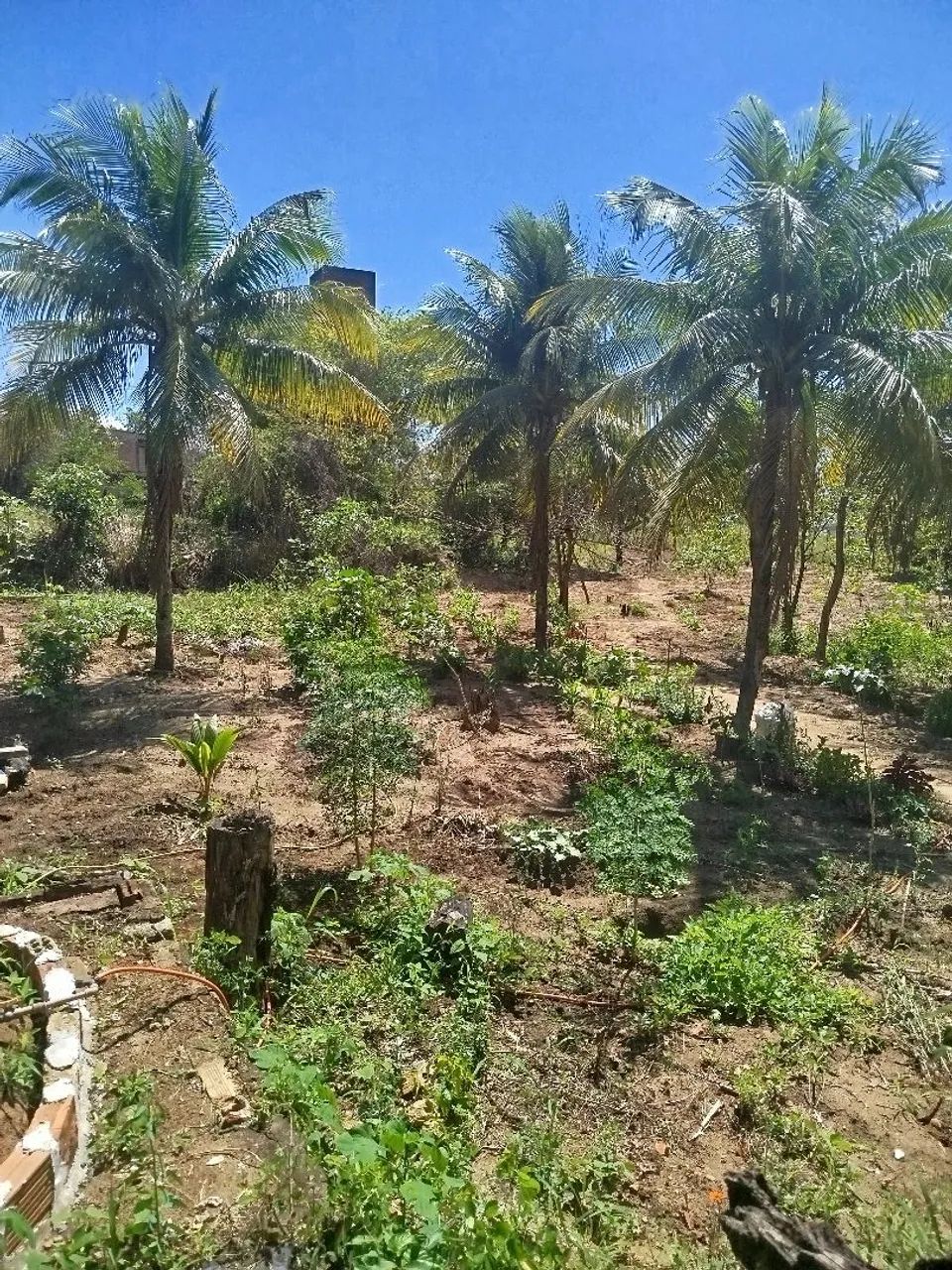 Sítio lagoinha - Nova Iguaçu - RJ - Foto 4