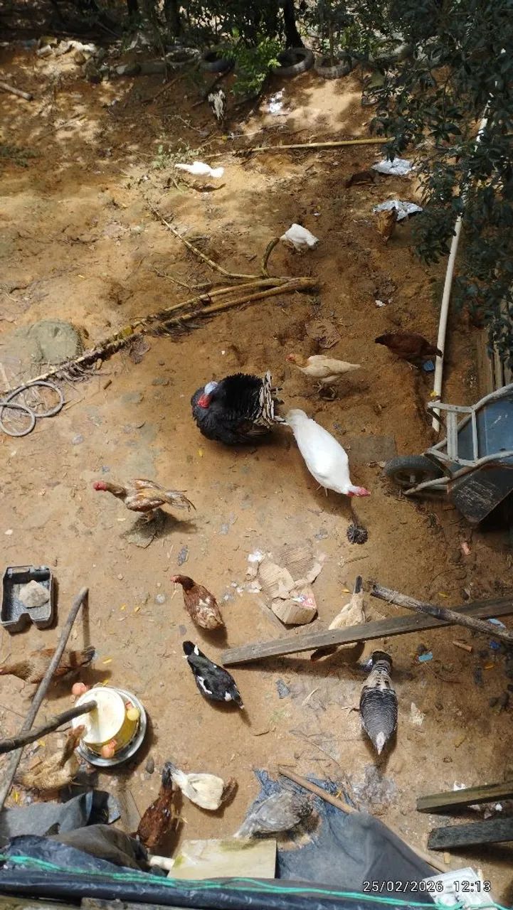 Peru macho branco - Foto 2