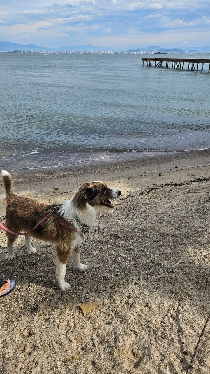 DOAÇÃO DE CACHORRO  - Foto 2