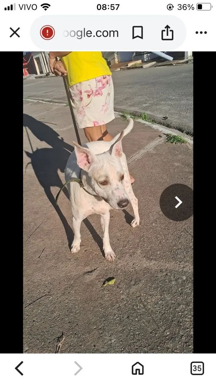 Adoção macho - Foto 2