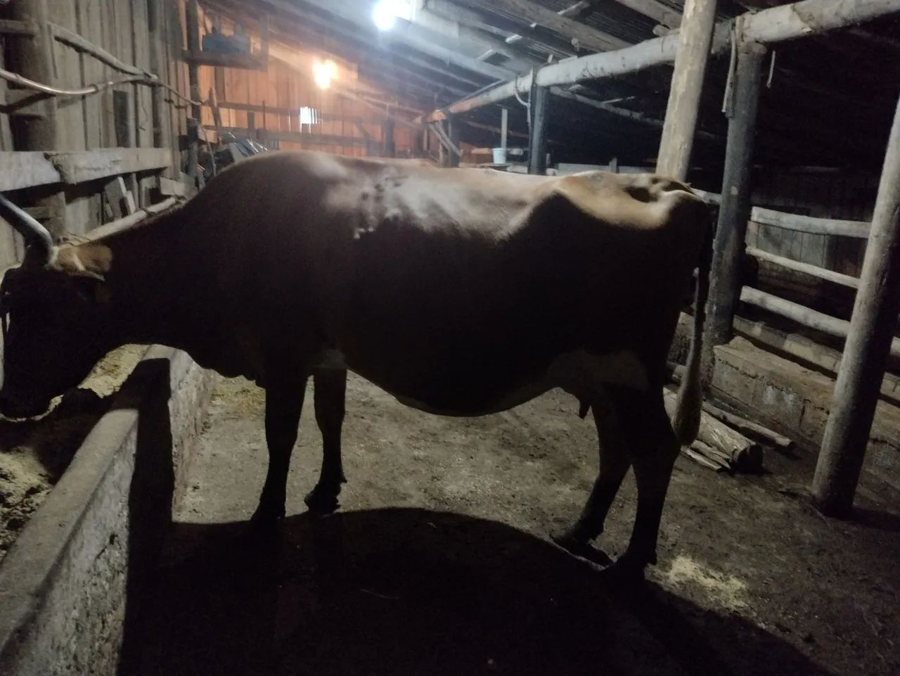 Vaca - Foto 3