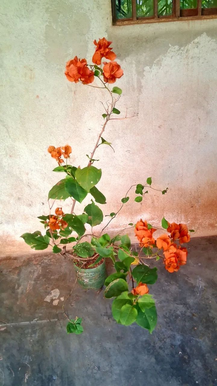 Primavera cor laranja 
