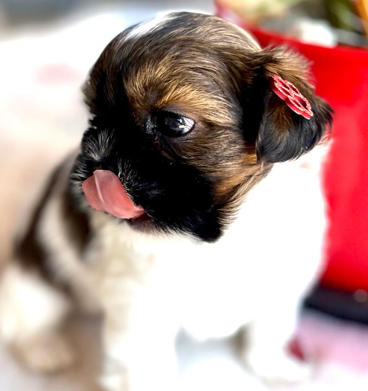 Shih Tzu - Foto 4