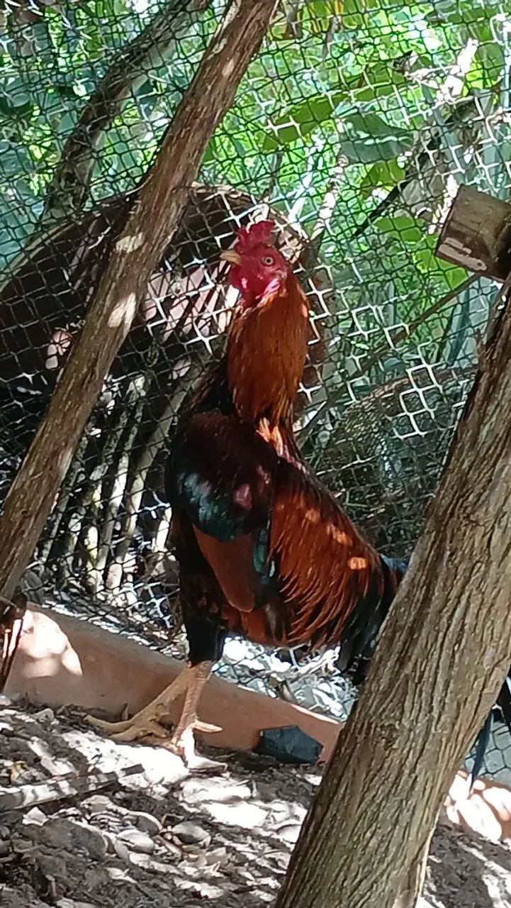 Galo de raça  - Foto 2