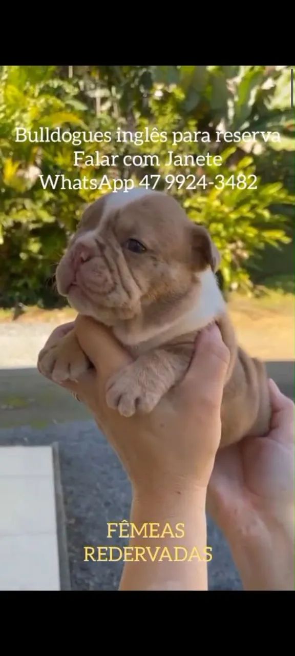 Bulldog Inglês  - Foto 2