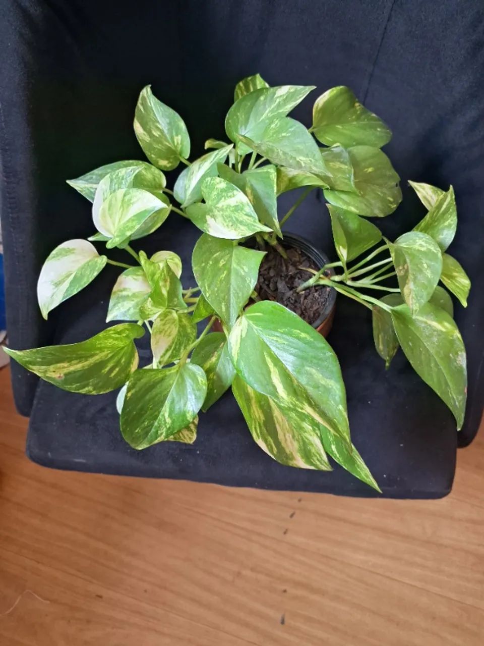 Jarro com planta
