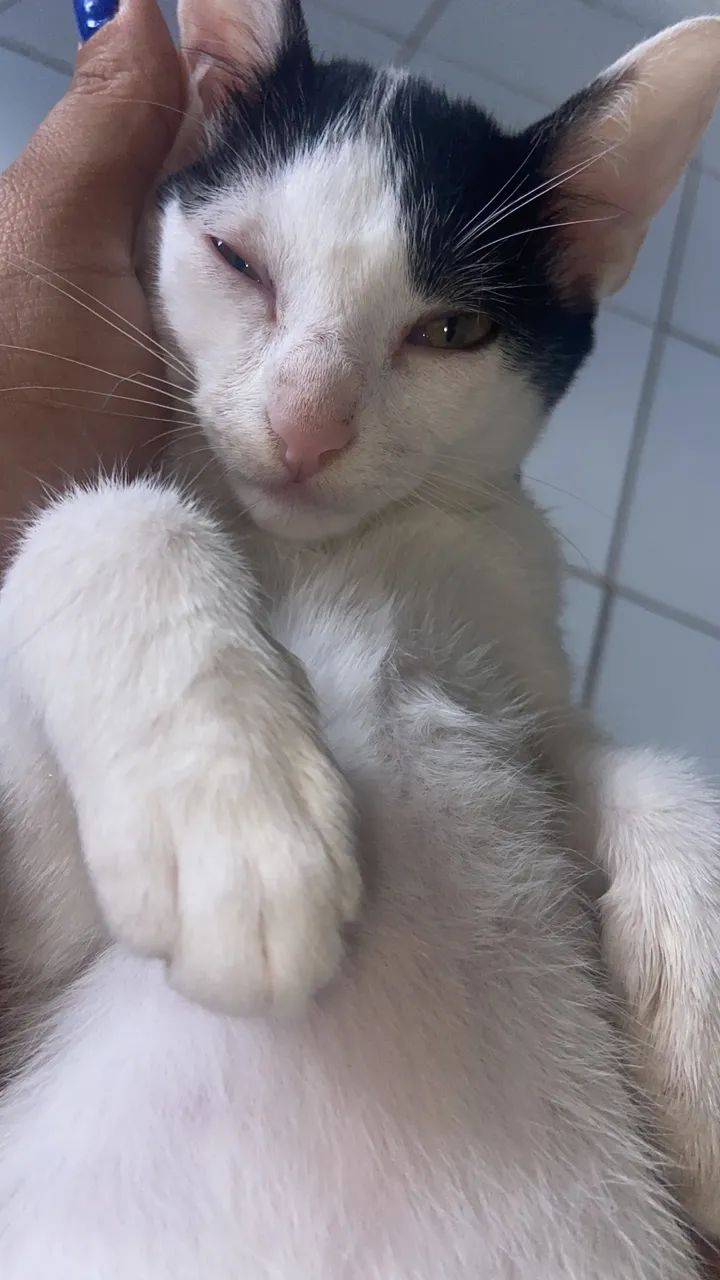 Gata para adoção  - Foto 3