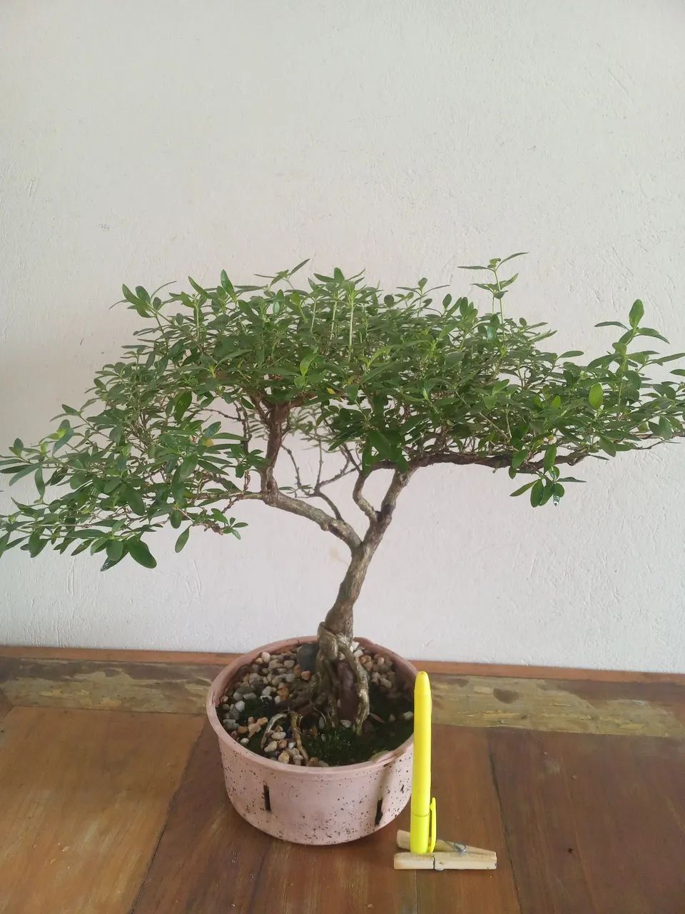 Bonsai  - Foto 3