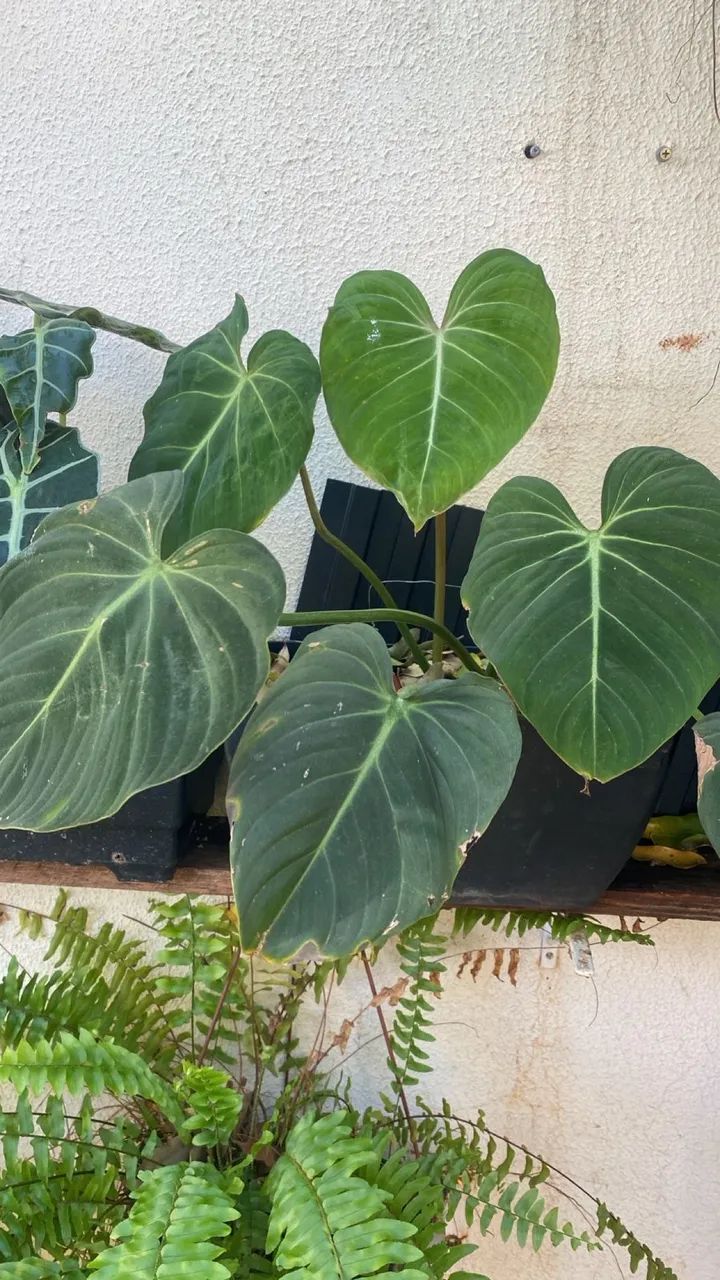 Philodendron Glorioso - Foto 2