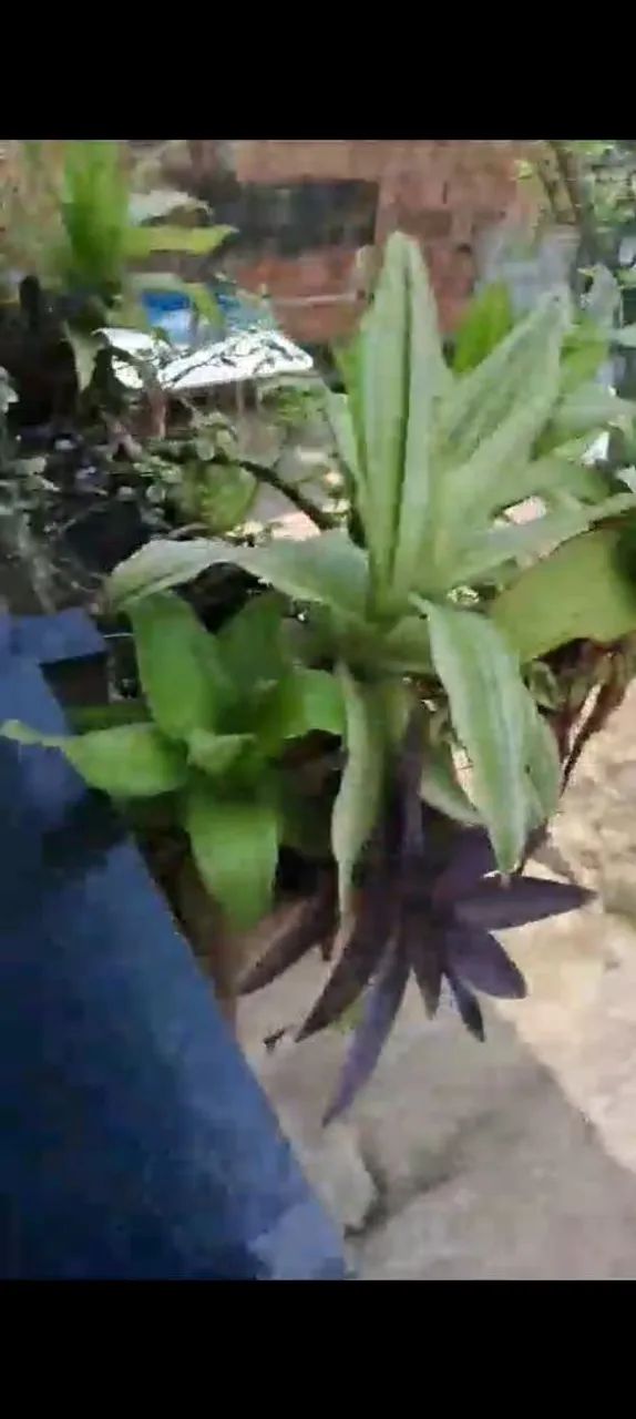 Casa, quintal, piscina, murada, garagem, terraço  - Foto 3