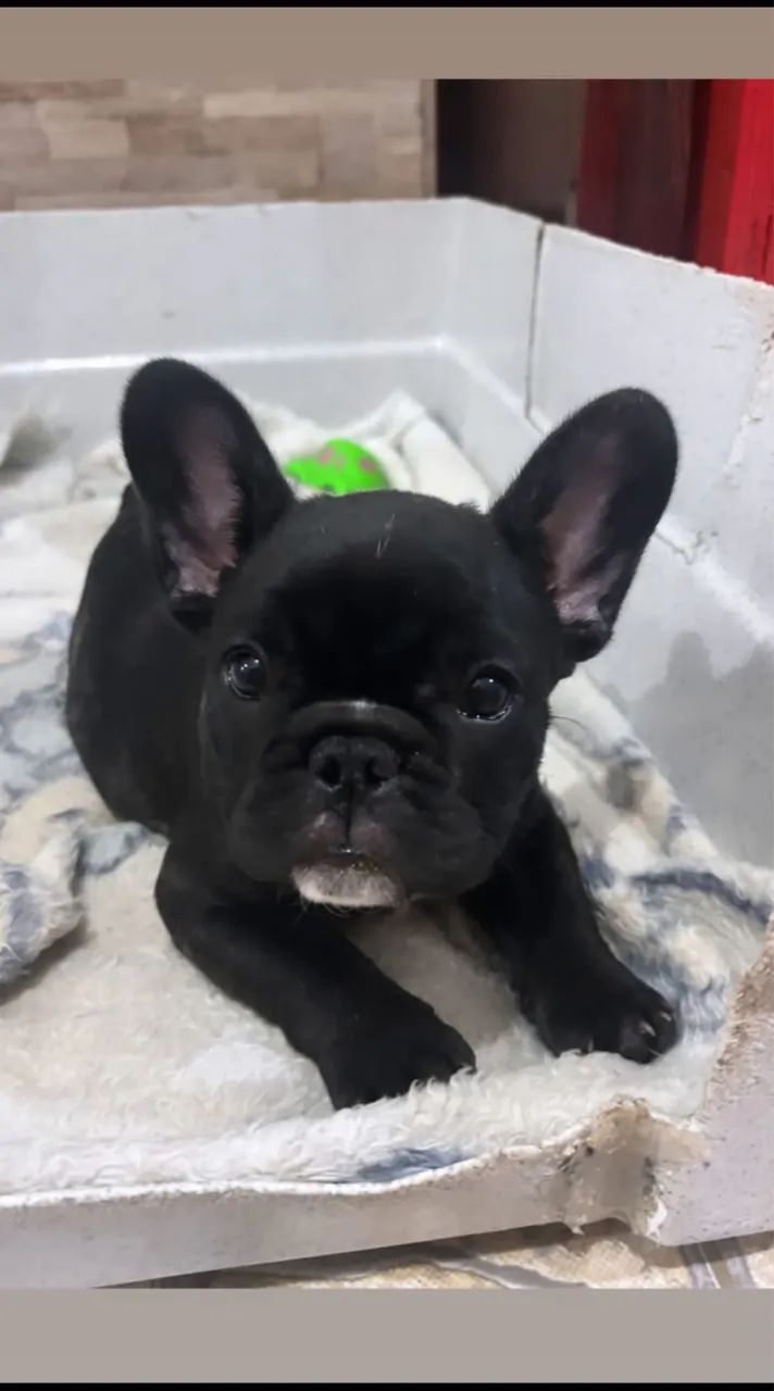 Buldogue francês feminha 