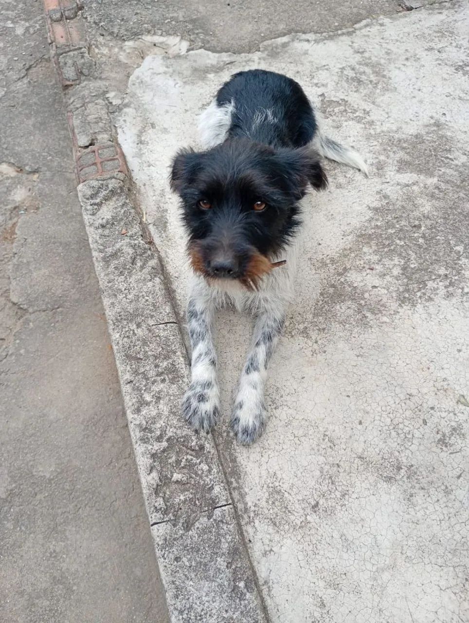 Adoção responsável. - Foto 2