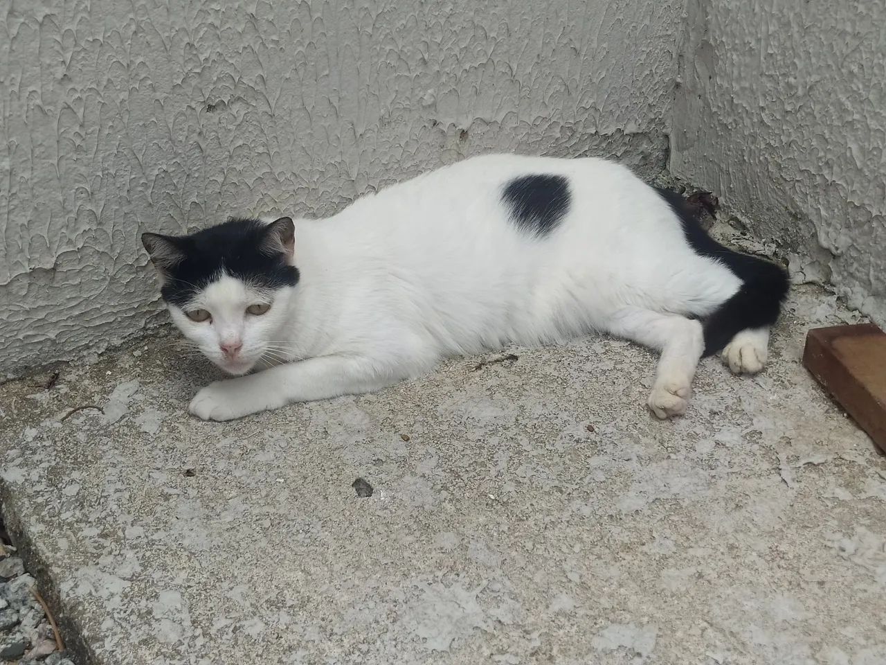 Adote a Sofia 