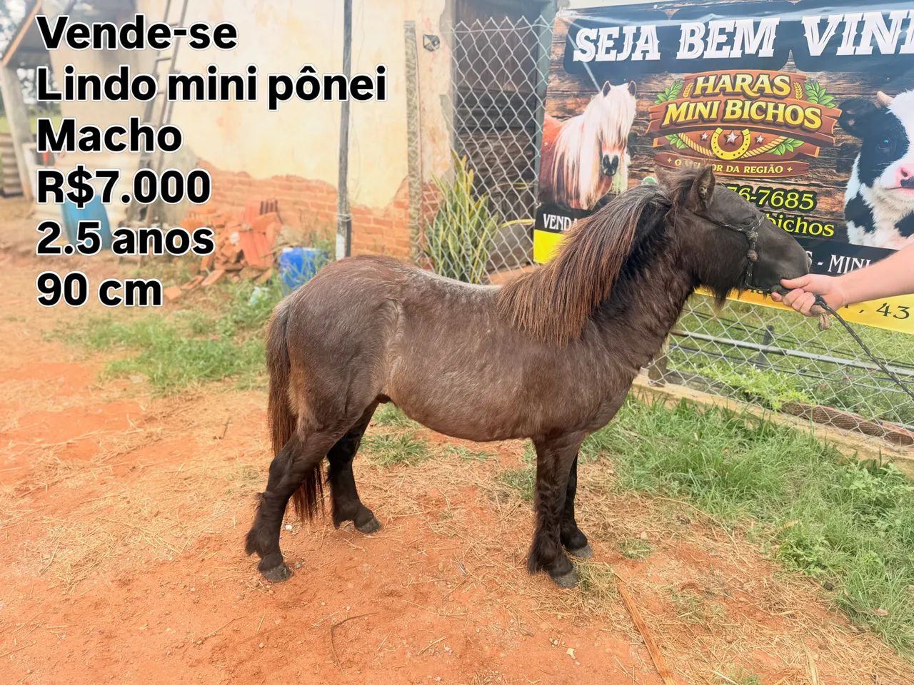 Mini pônei  - Foto 3