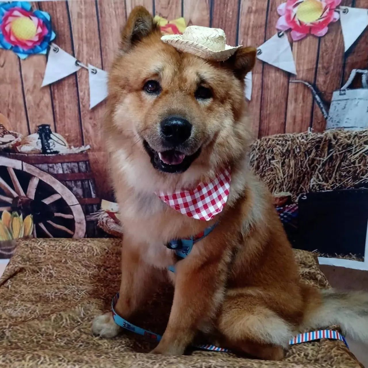 Chowchow lindo - Foto 3