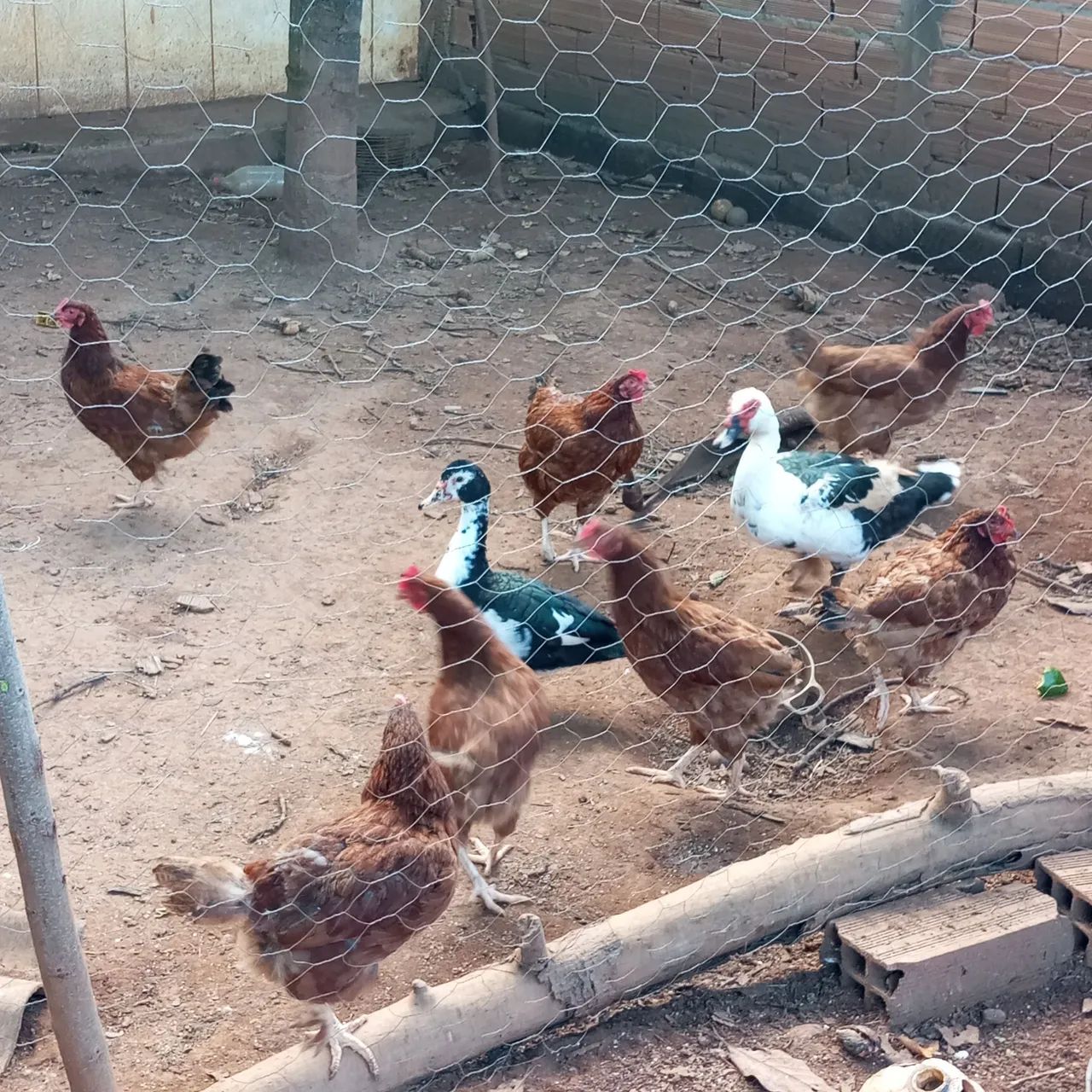 Galinha poedeira  - Foto 3