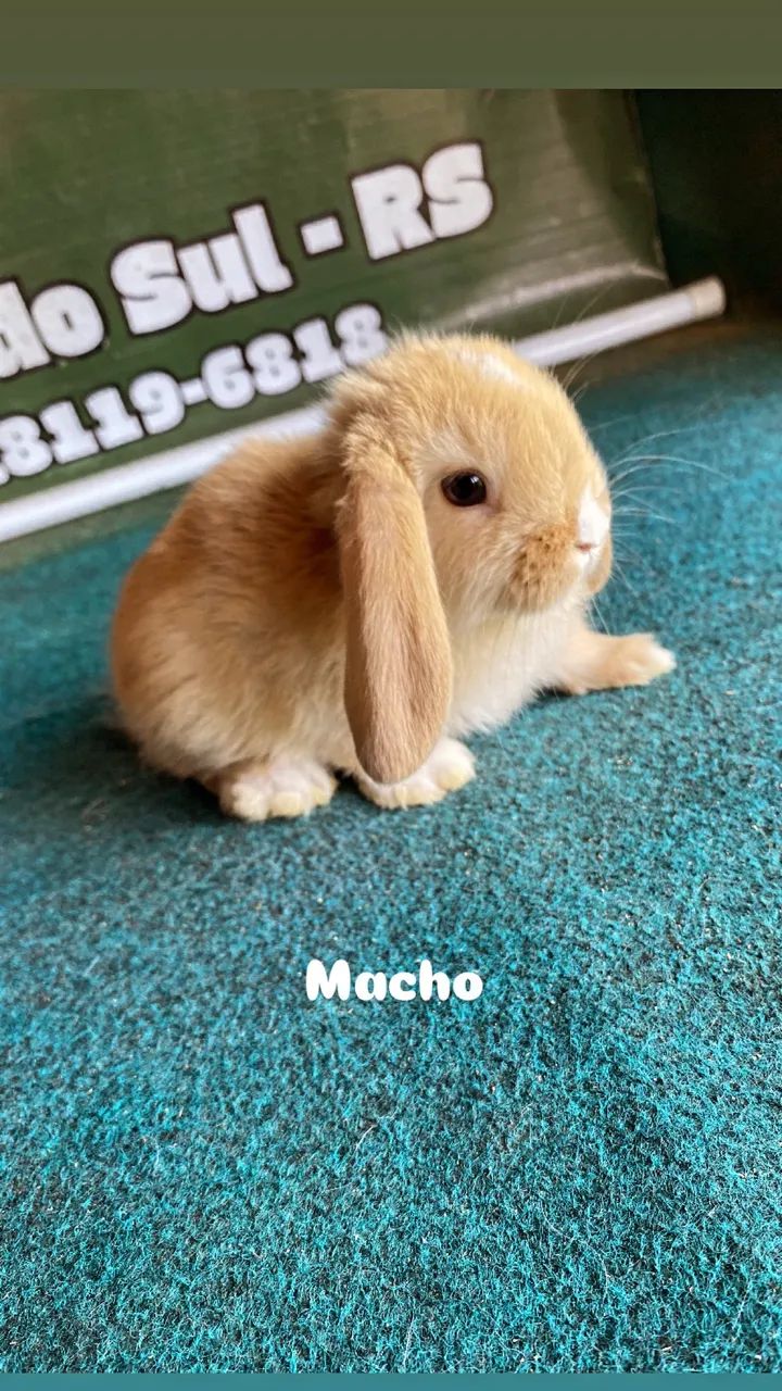 Coelhos mini lop  - Foto 2