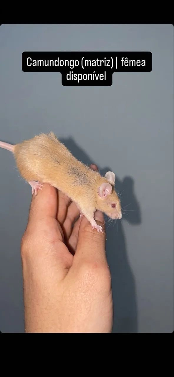 Camundongos | @tocadosfavoritos - Foto 3