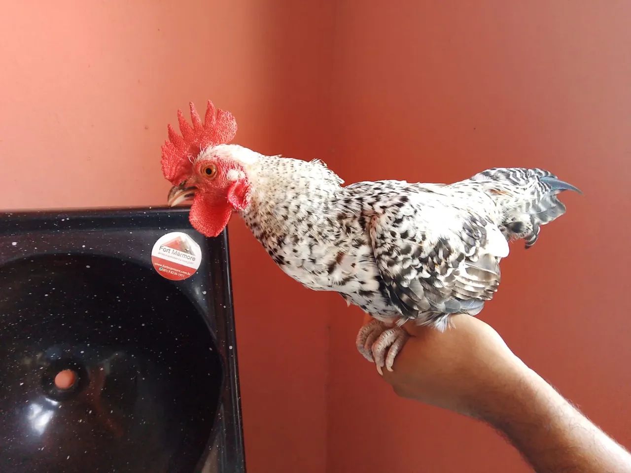 Frango de galinha chinesa  - Foto 2